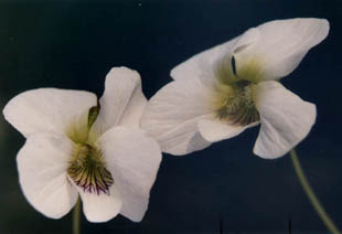 Viola cuculata striata var alba